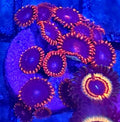 WYSIWYG Superman Zoa Coral Frag 10+Heads
