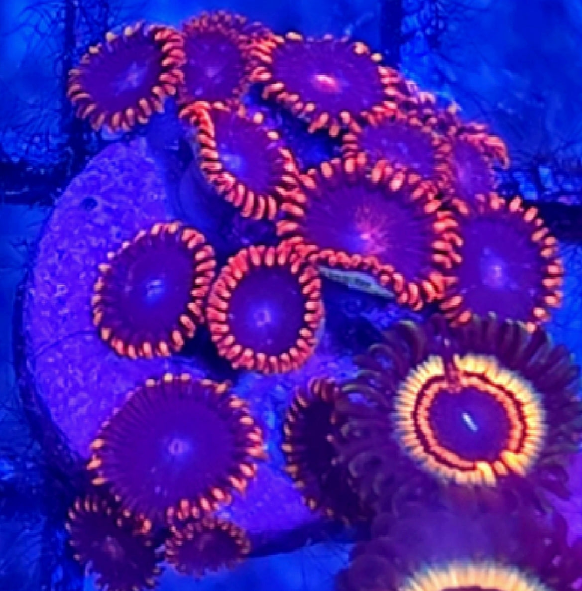 WYSIWYG Superman Zoa Coral Frag 10+Heads