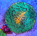 WYSIWYG Ultra Fungia Plate Coral