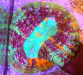 WYSIWYG Ultra Acanthophilia coral L/G