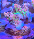 WYSIWYG Red Planet SPS Acro Coral Frag