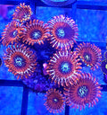 WYSIWYG Magician paly Coral Frag 10 Heads