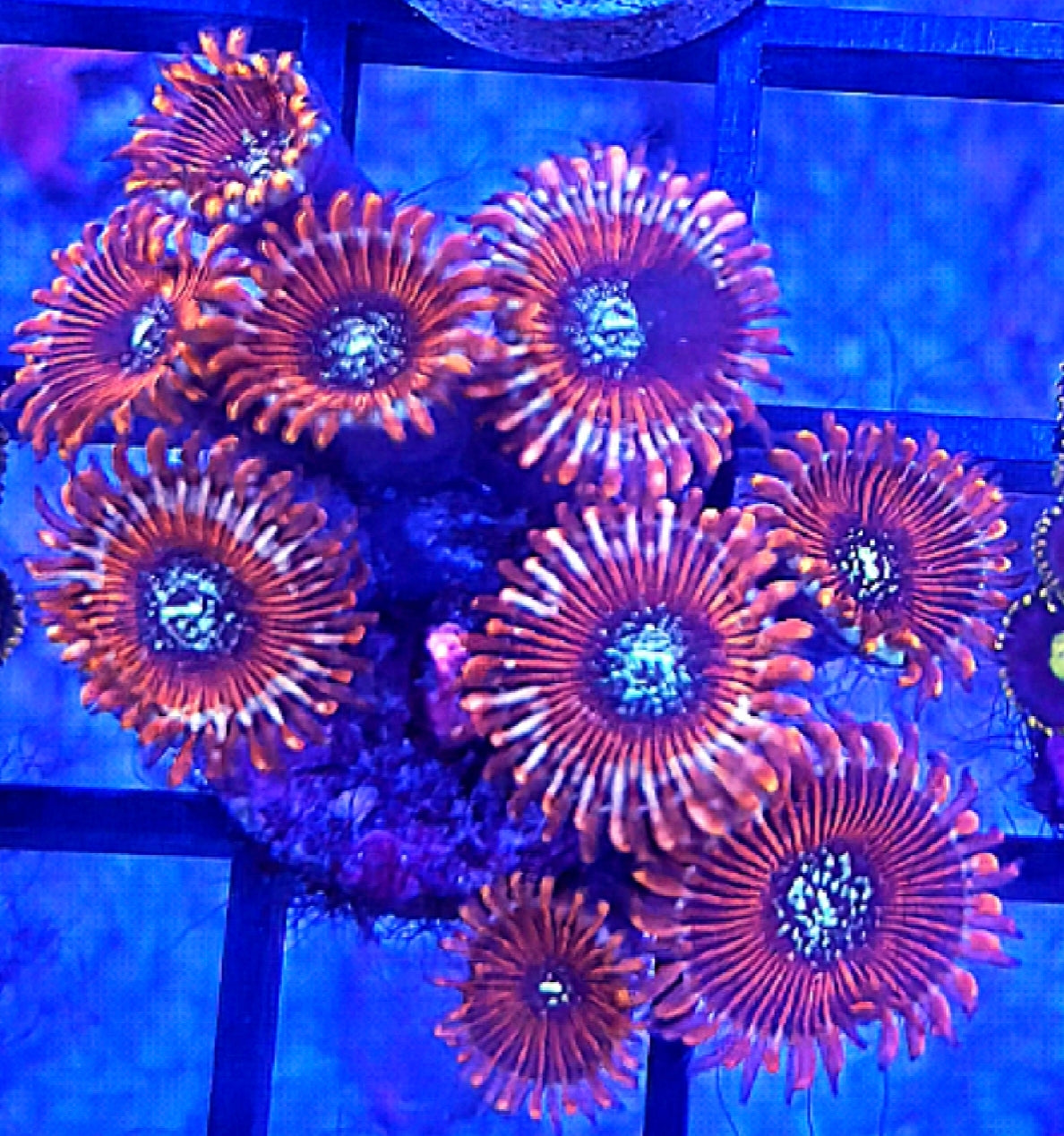 WYSIWYG Magician paly Coral Frag 10 Heads