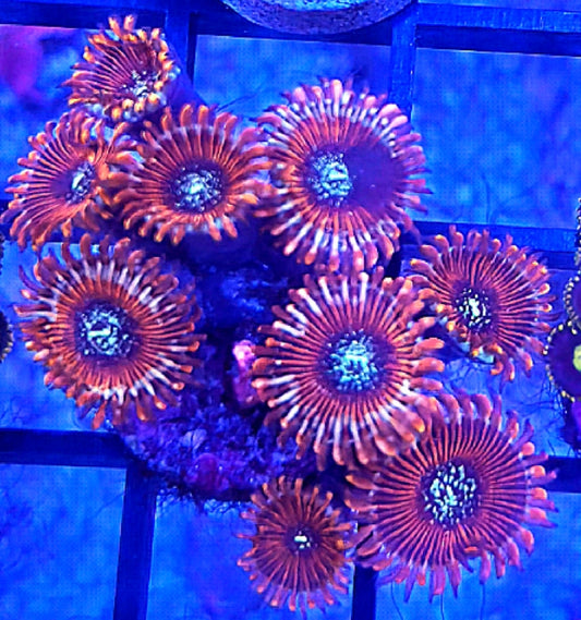 WYSIWYG Magician paly coral frag 10 heads