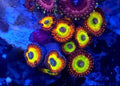 Bowser Zoanthid Coral