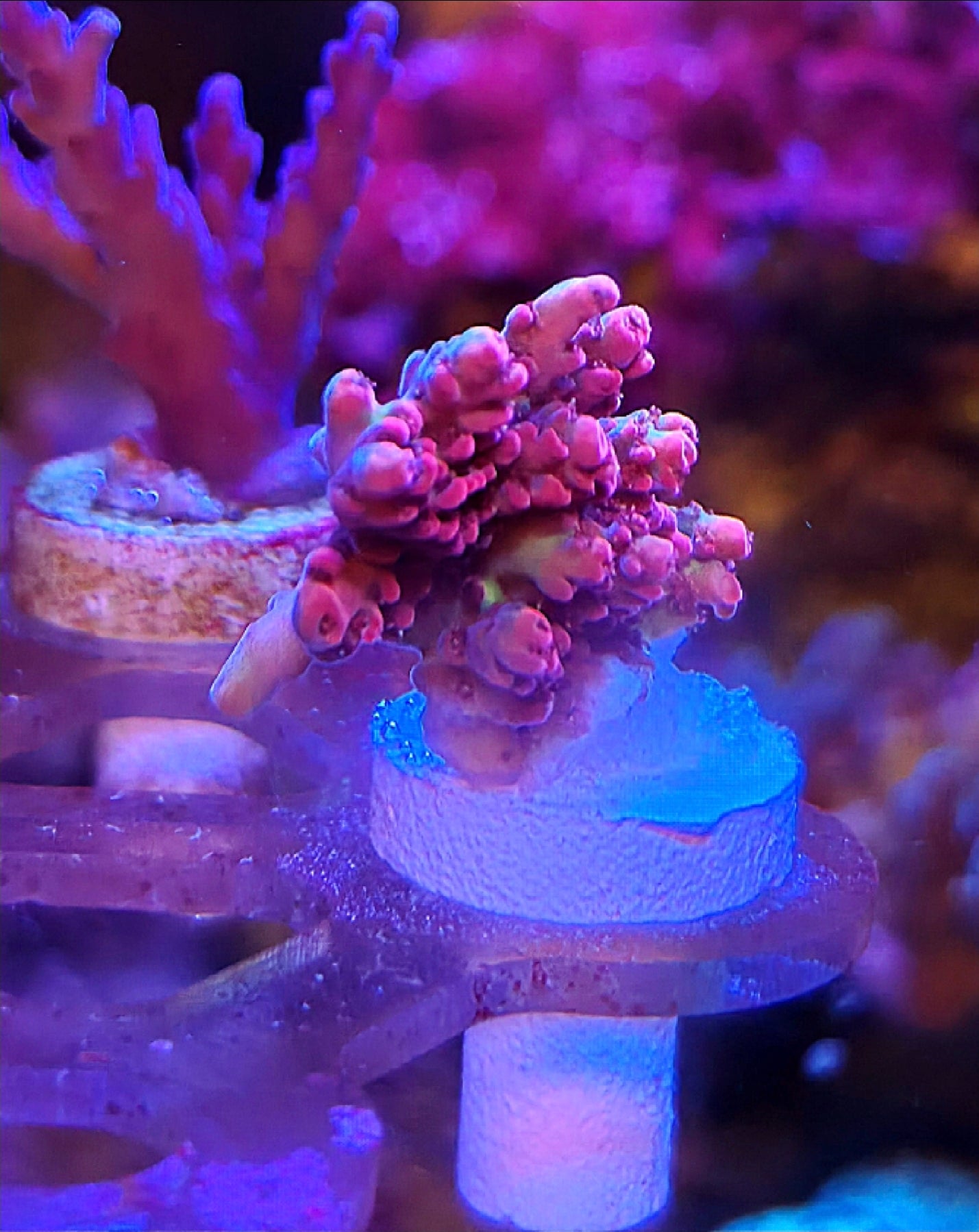Strawberry Shortcake Tableing acro frag