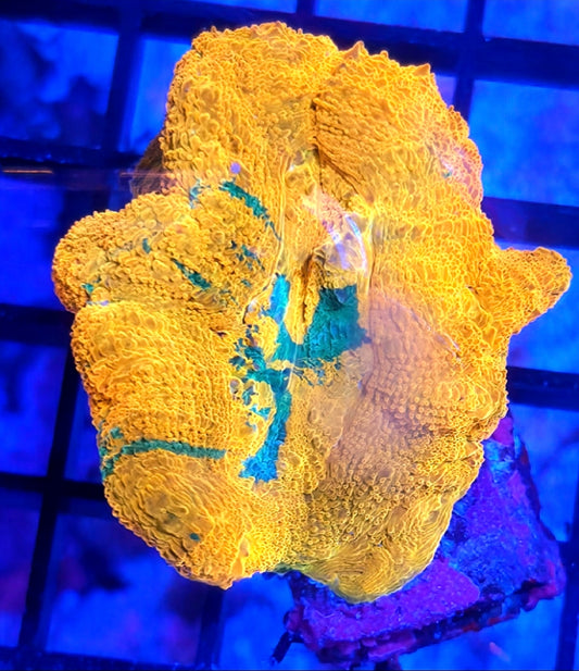 WYSIWYG Tangerine Dream Bowerbanki coral