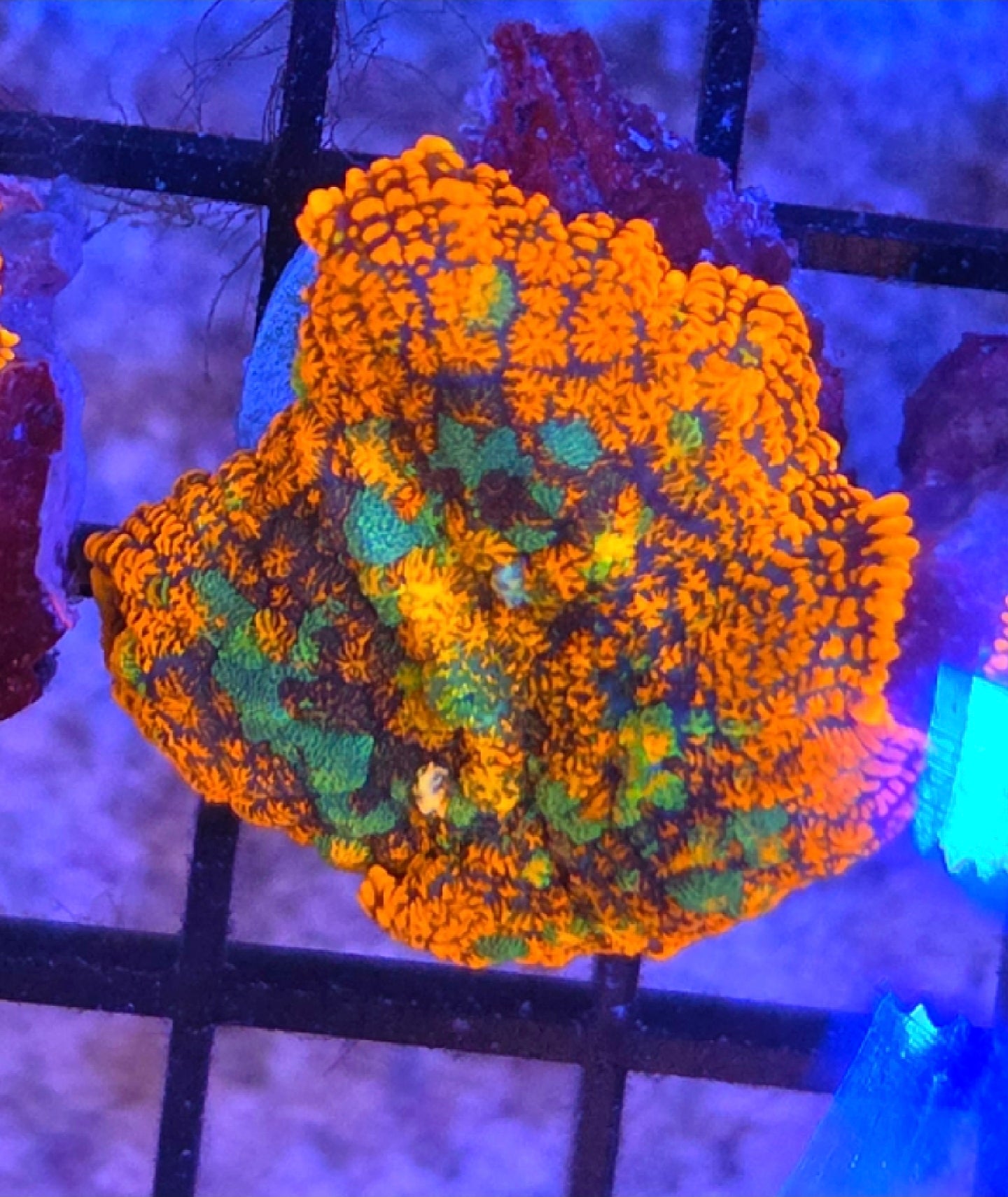 Rainbow Drop Rhodactus Mushroom Coral Frag 1 Mushroom