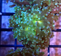 WYSIWYG Yellow Mouth Bi-Color Octo Coral Frag