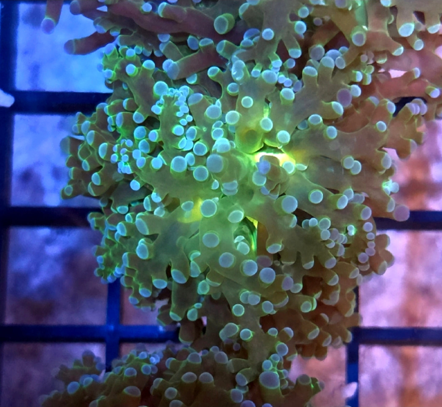 WYSIWYG Yellow Mouth Bi-Color Octo Coral Frag