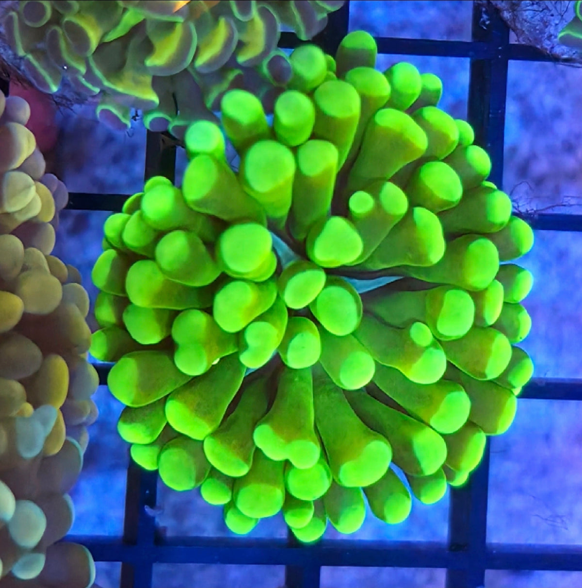 WYSIWYG Ultra Neon Green Hammer Coral Frag