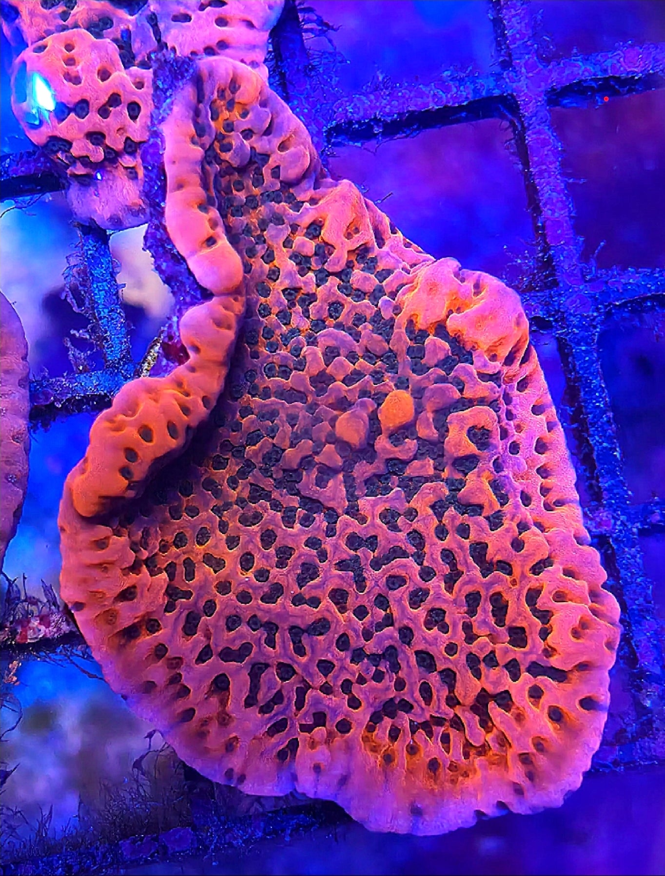 WYSIWYG Kung Pow Undata Monti coral frag