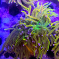 WYSIWYG Rapunzel HG Coral 2 Heads