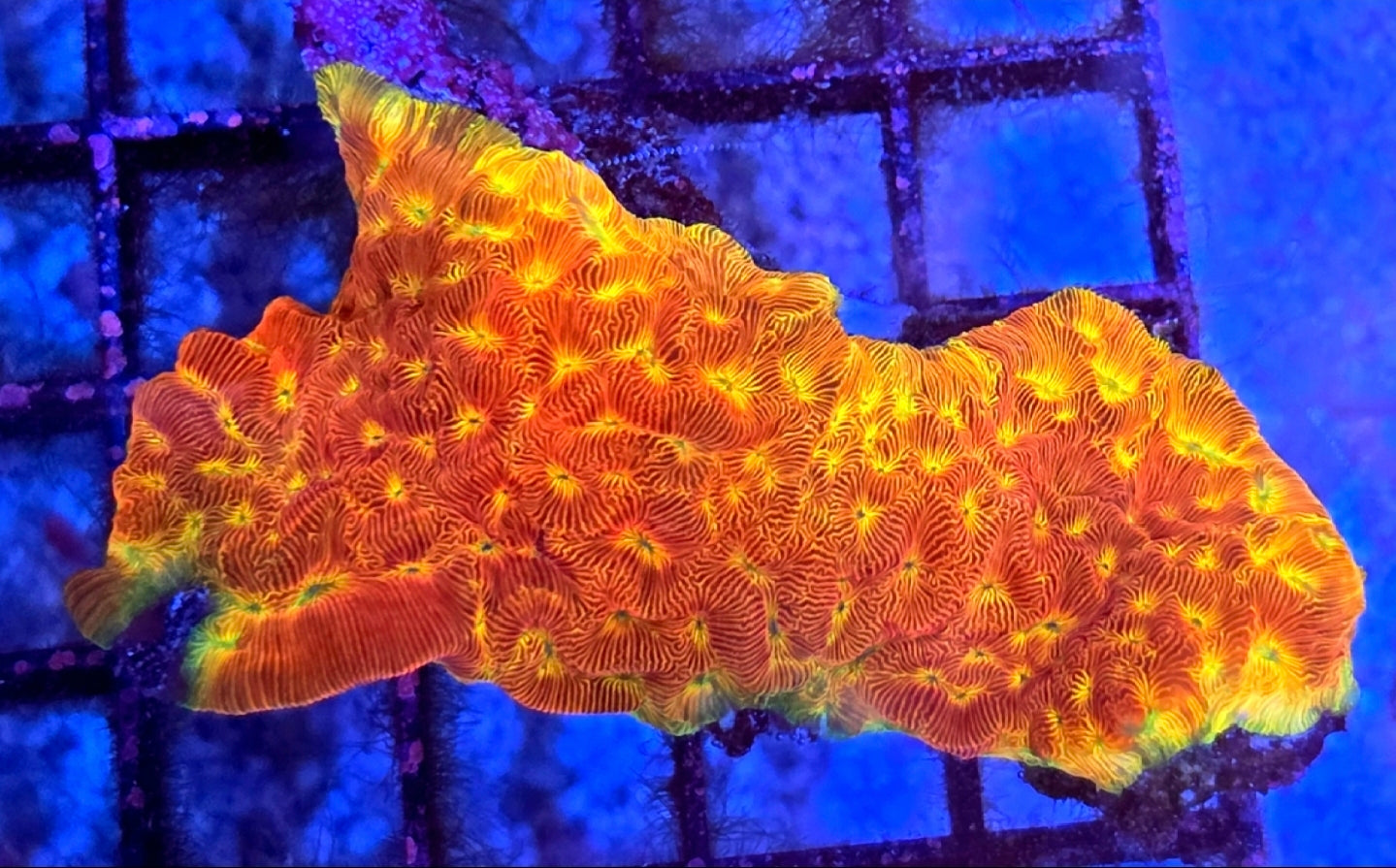 WYSIWYG Ring Of Fire Lepto coral frag large