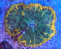 WYSIWYG Ultra Fungia Plate Coral