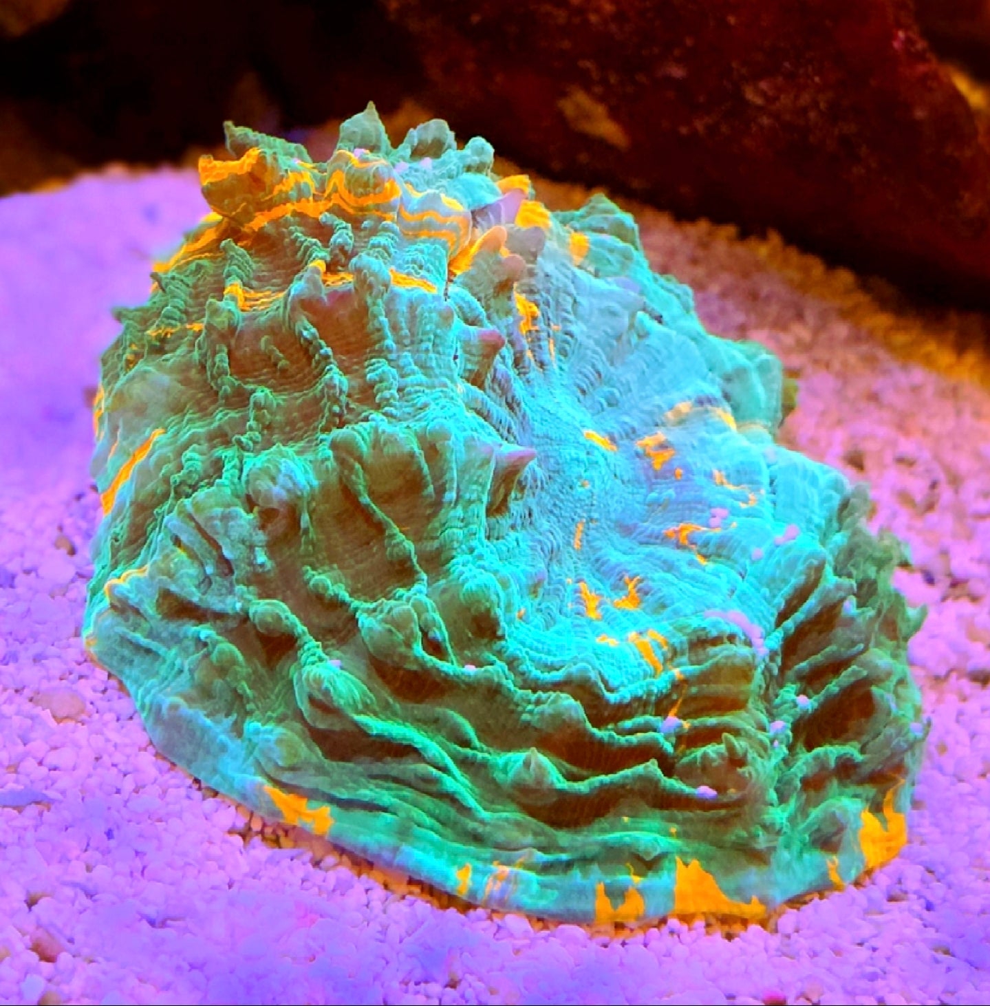 WYSIWYG Green and Orange Striped Acantho Coral