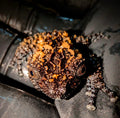 CB Lava Mossy Tree Frog - Shipwreck Cove Corals