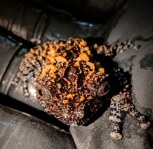 CB Lava Mossy Tree Frog - Shipwreck Cove Corals