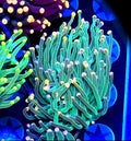 WYSIWYG Bubblegum Torch Coral 2 Heads - Shipwreck Cove Corals