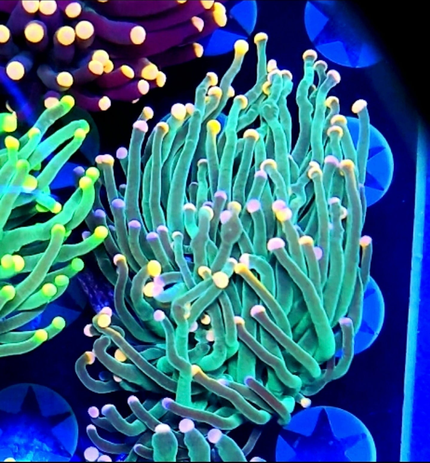 WYSIWYG Bubblegum Torch Coral 2 Heads - Shipwreck Cove Corals