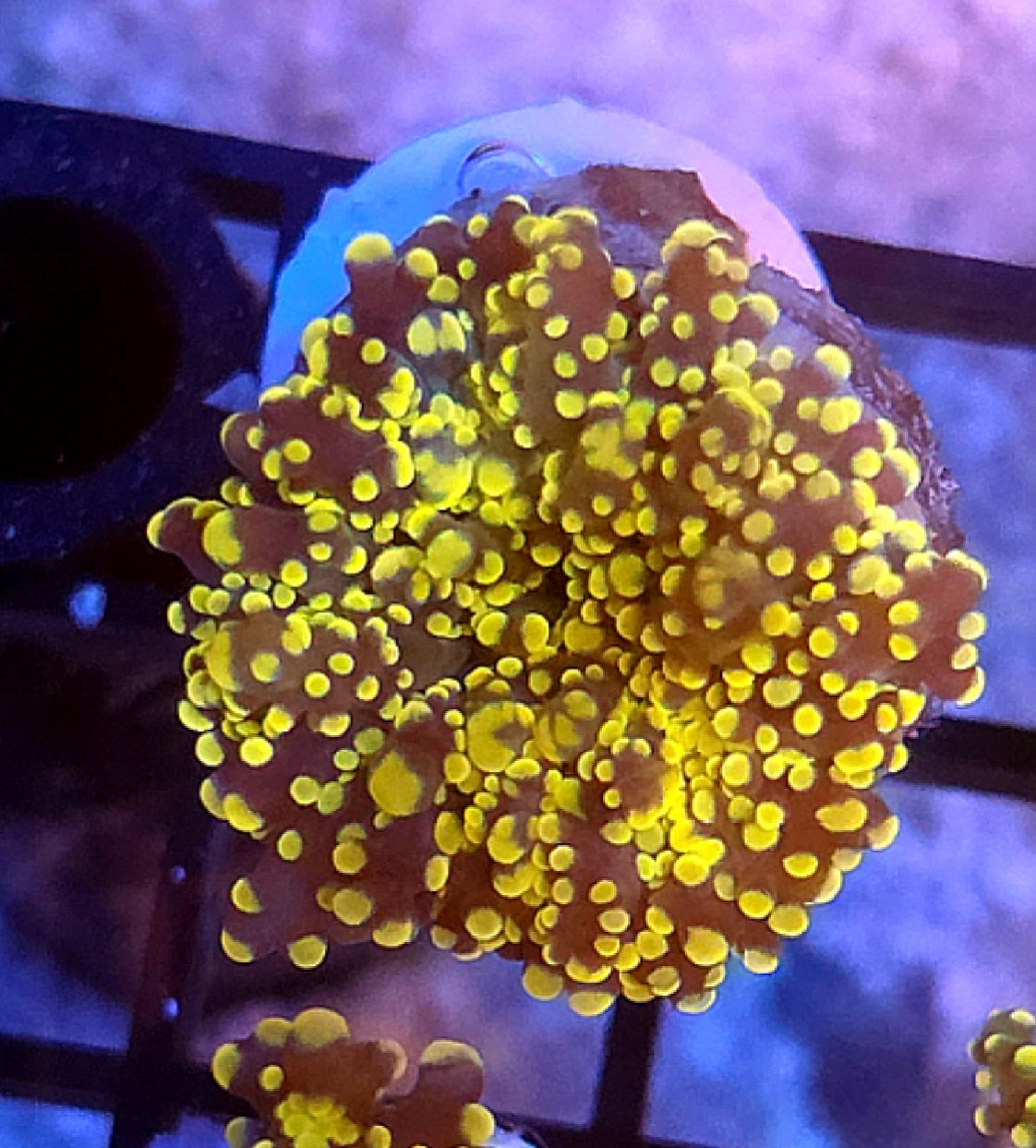 WYSIWYG Ultra Orange Octo Coral Frag