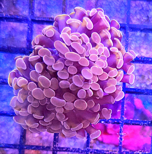WYSIWYG Burgundy Hammer coral frag 2 heads