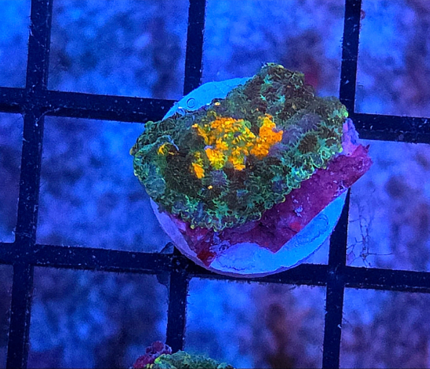 WYSIWYG Sunkist Carpet Rhodactus Mushroom Coral Frag One Mushroom 1 Head