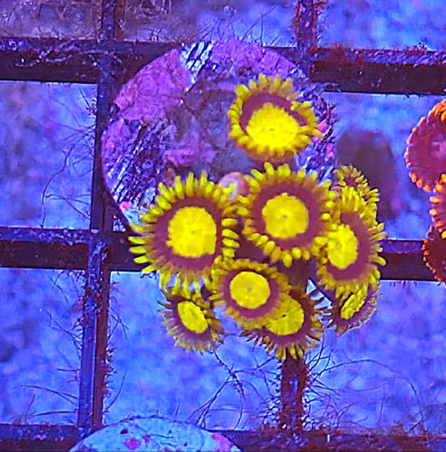 WYSIWYG King Midas Zoa Coral Frag