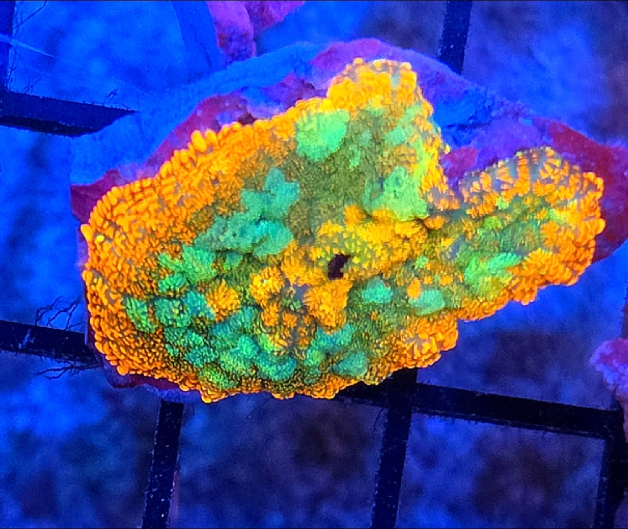 WYSIWYG Rainbow Drop Rhodactus Mushroom Coral Frag 1 Mushroom
