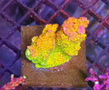 WYSIWYG RDZ Rainbiow Rampage SPS Coral Large