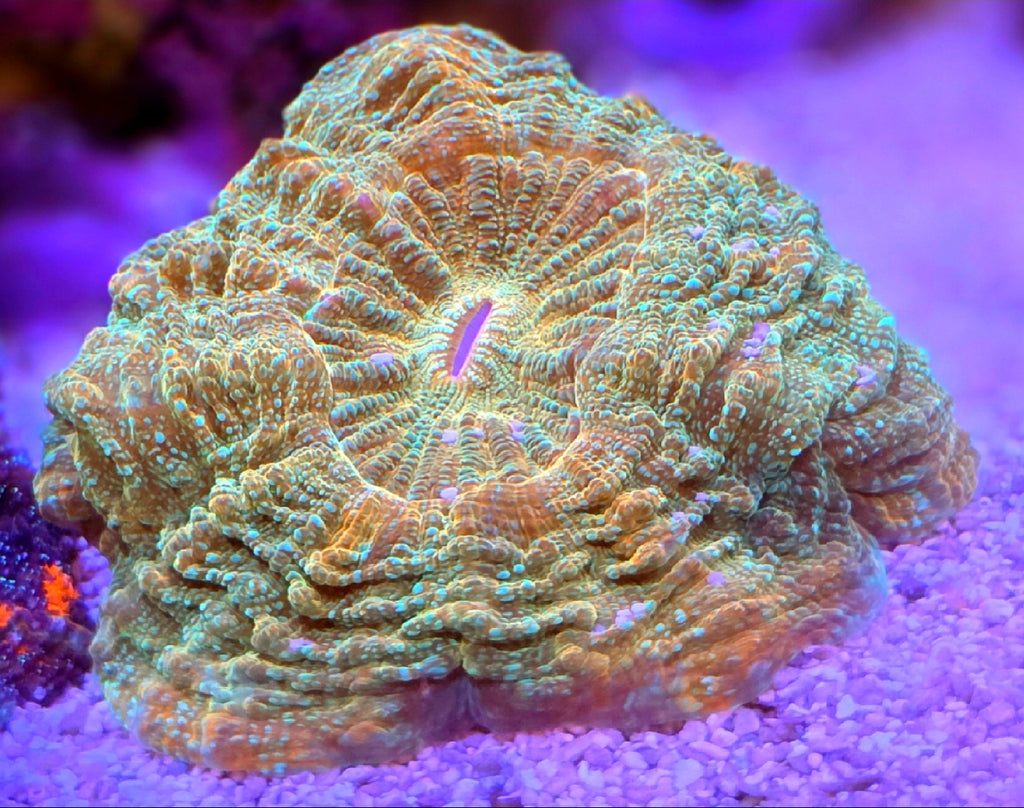 WYSIWYG Yellow Rainbow Acantho Coral