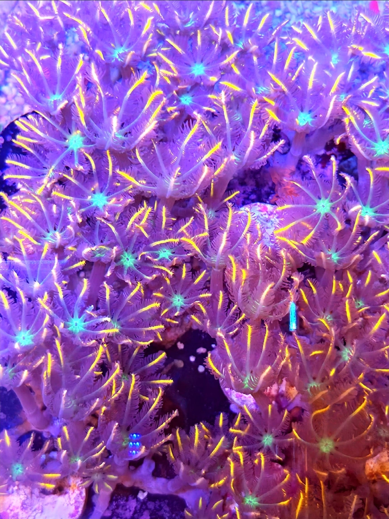 Firework Clove Polyps 1 fully covered frag - Shipwreck Cove Corals