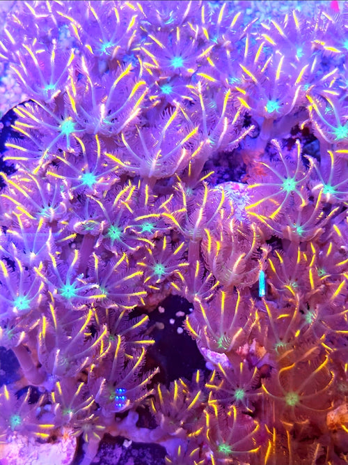Firework Clove Polyps 1 fully covered frag - Shipwreck Cove Corals