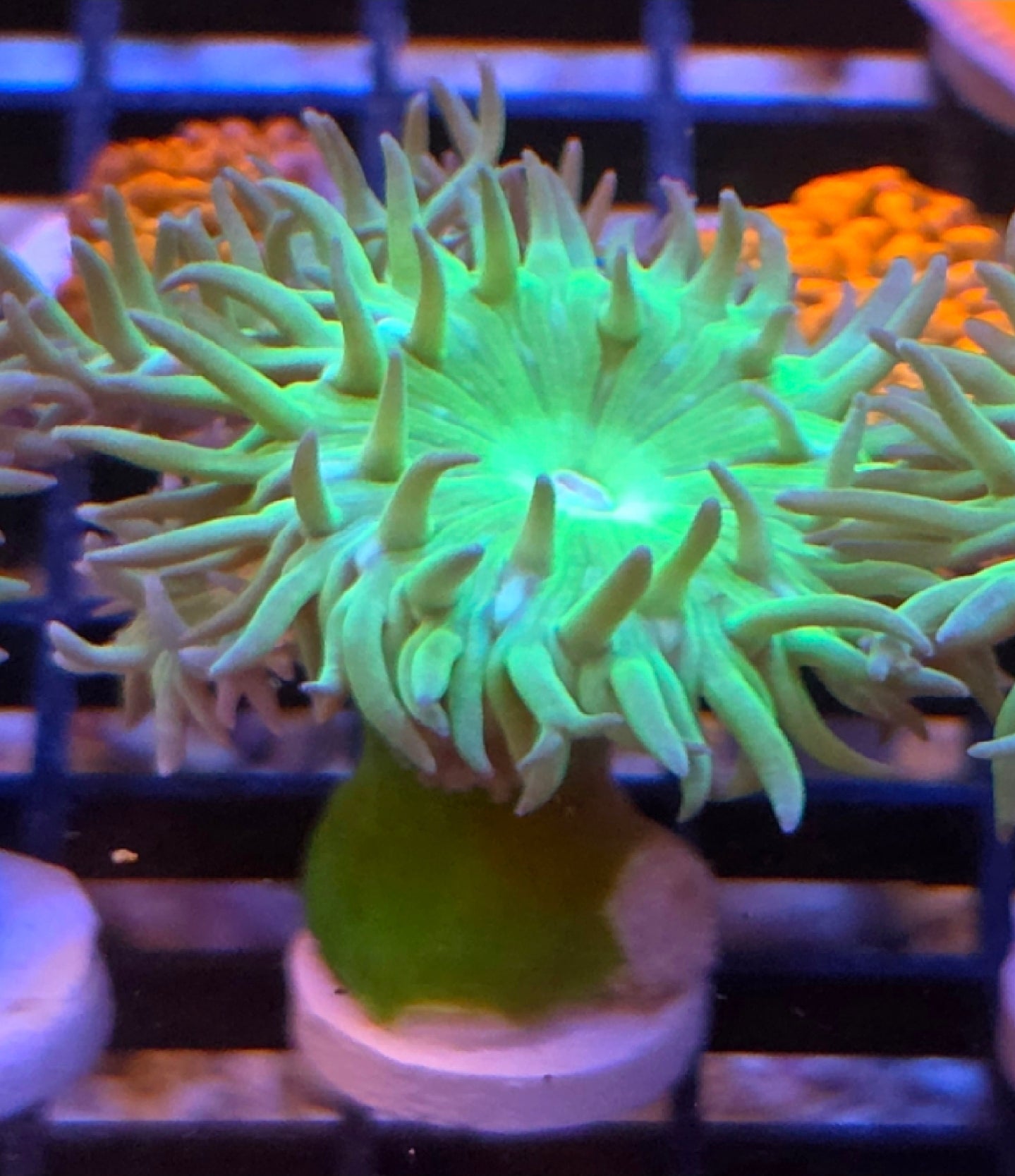 WYSIWYG Neon Green Duncan Coral frag