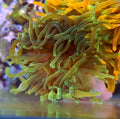WYSIWYG Green Bubble Tip Anemone