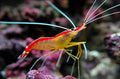 Skunk Cleaner Shrimp