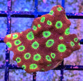 WYSIWYG Sector 001 Favia Coral Frag