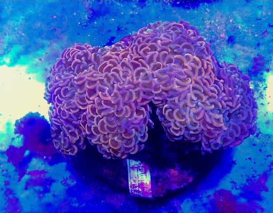 WYSIWYG Rainbow Wall Hammer coral - Shipwreck Cove Corals