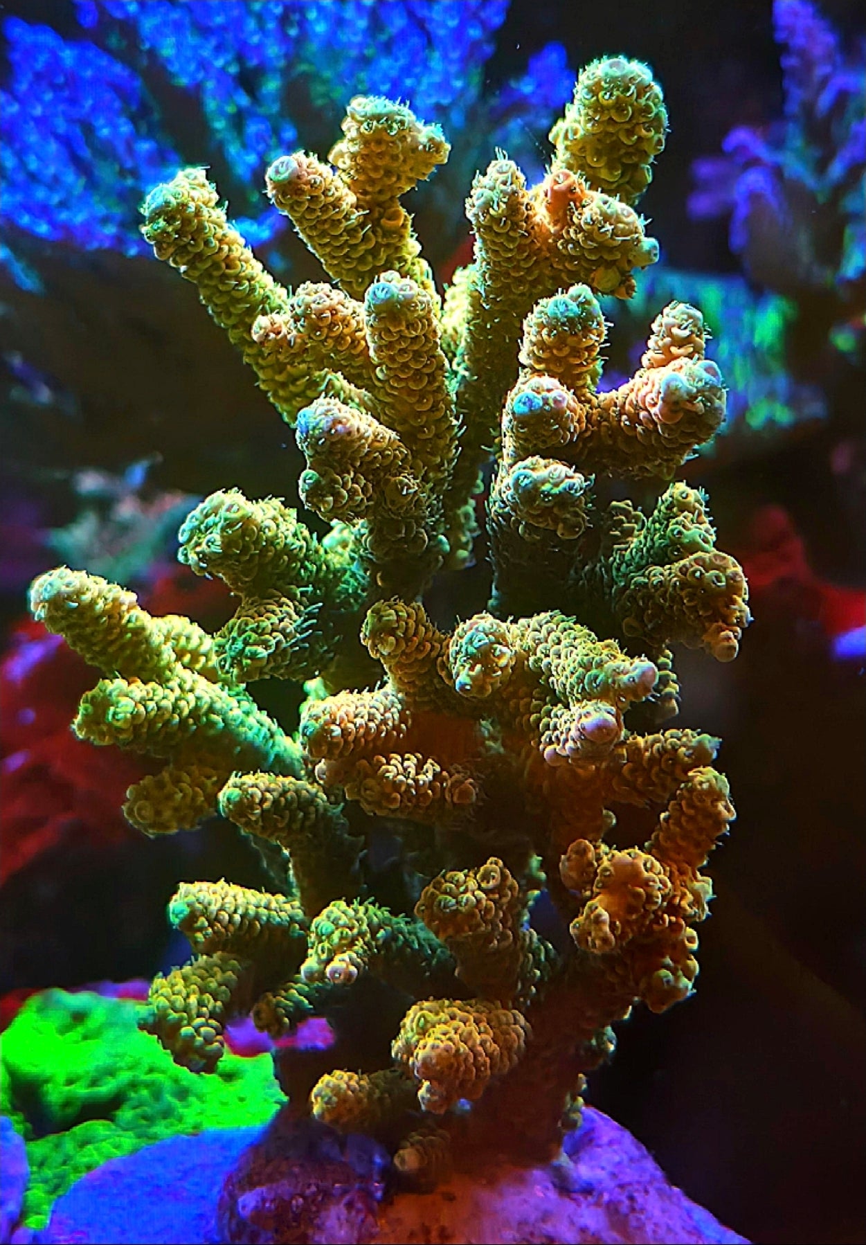 Sunsent Mille coral frags 1 and 1/2" frag