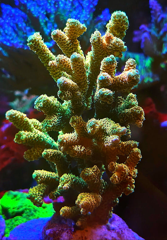 Sunsent Mille coral frags 1 and 1/2" frag