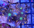 WYSIWYG Firework Clove Polyps Coral Frag