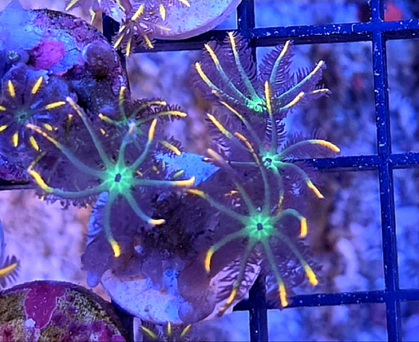 WYSIWYG Firework Clove Polyps Coral Frag