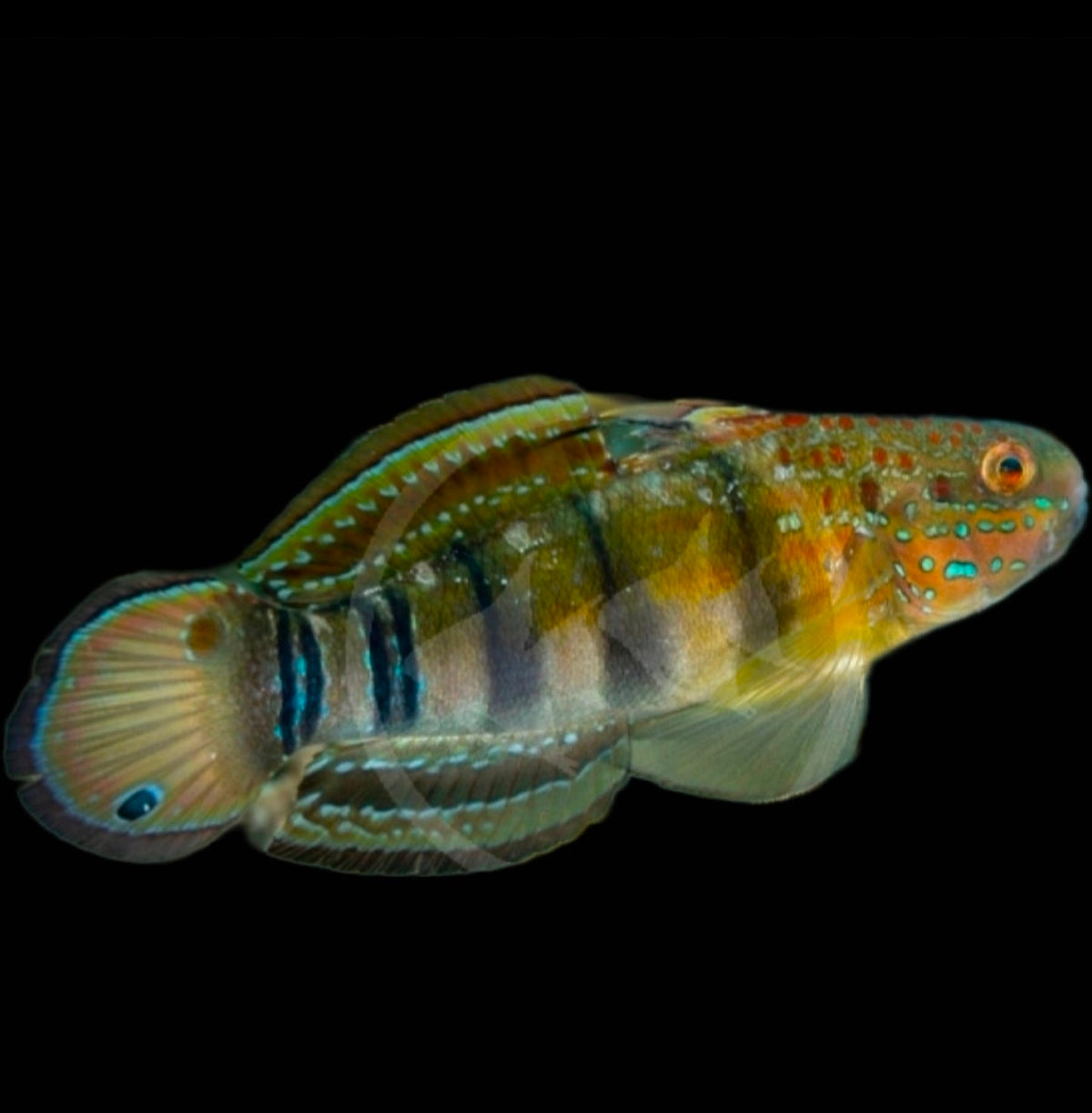 Dragon Goby Biota C.B