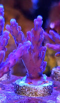 WYSIWYG Purple Valida Acro Coral Frag