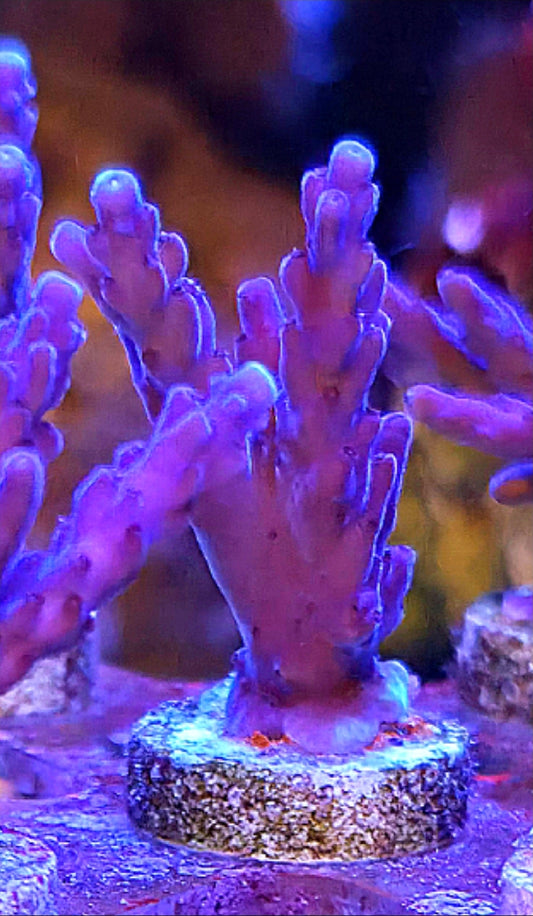 WYSIWYG Purple Valida Acro coral Frag