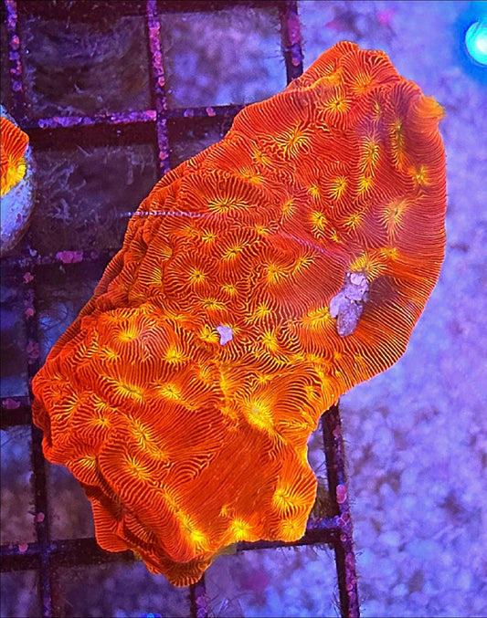 WYSIWYG Ring Of Fire Lepto coral frag