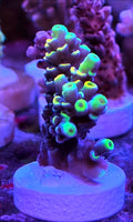 WYSIWYG RDZ Fandango Tenuis Acro Coral Frag