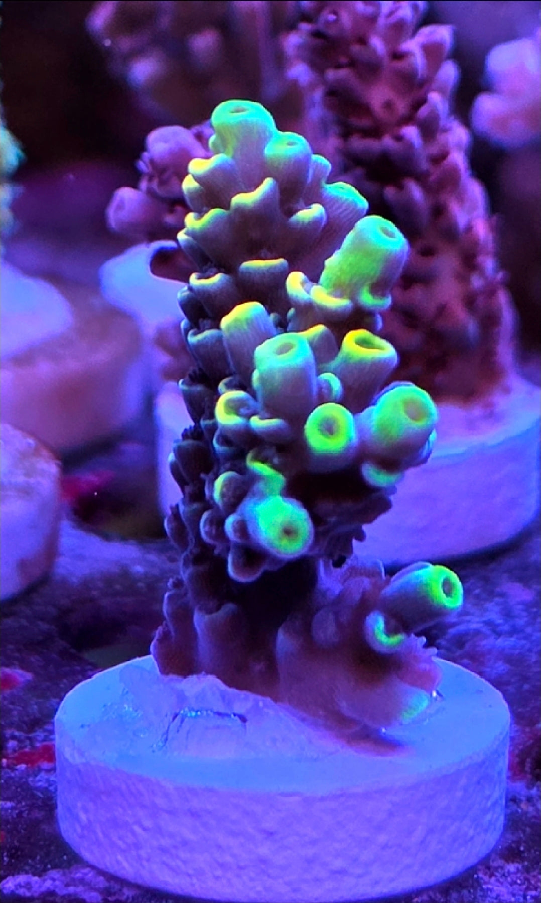 WYSIWYG Fandango Tenuis coral frag