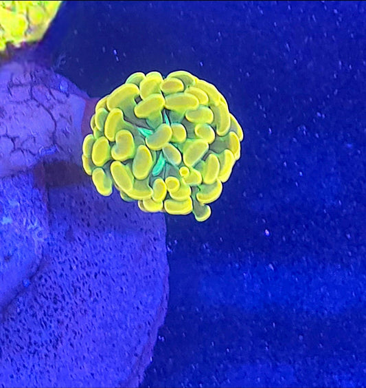 WYSIWYG Holy Grail Hammer coral - Shipwreck Cove Corals