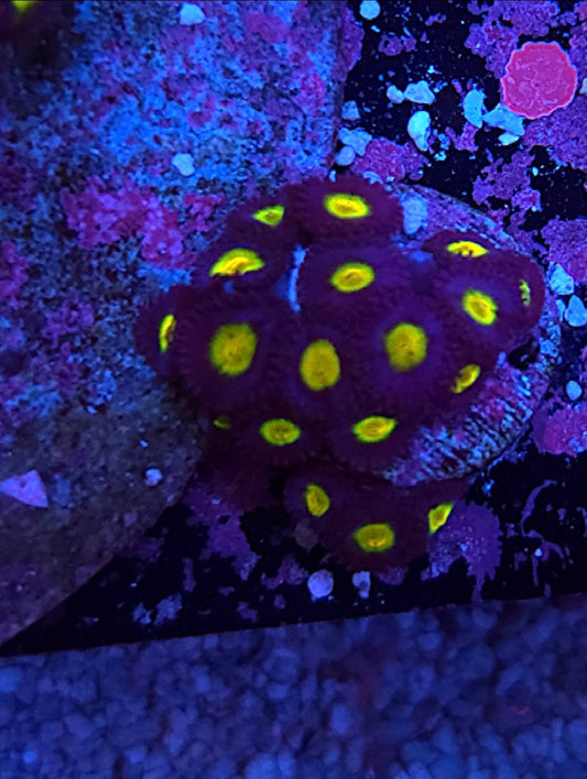 WYSIWYG AIO Zoa frag - Shipwreck Cove Corals